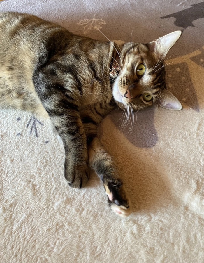 オーナーの猫